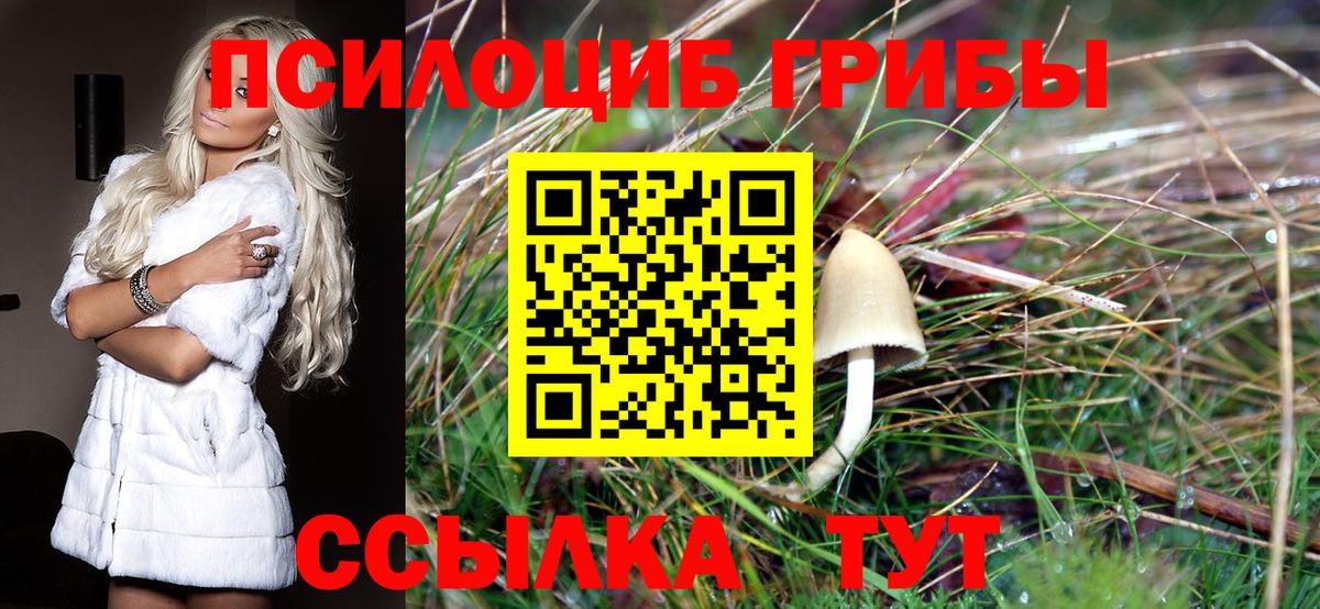 Строитель  цены наркотик  Вход с VPN  Галлюциногенные грибы Psilocybe 